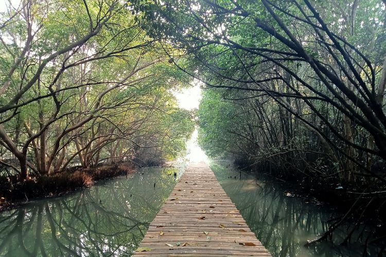 Taman Wisata Alam Mangrove, PIK – Jakarta Utara